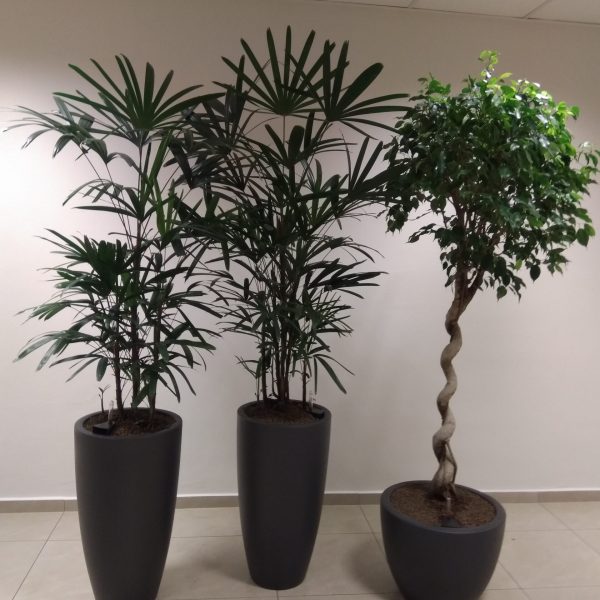 Riešenie zelene pre kanceláriu, Košice