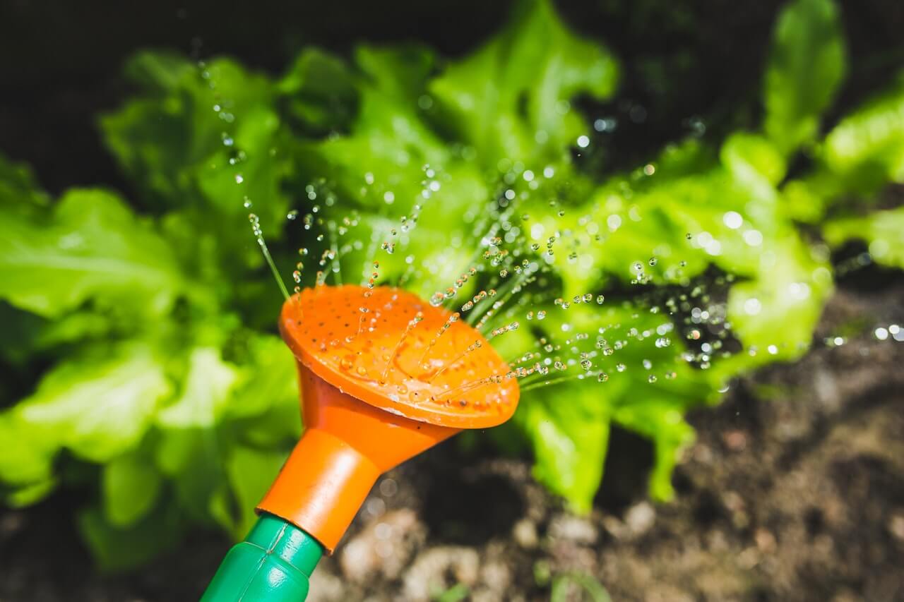 watering plants with a watering can.jpg