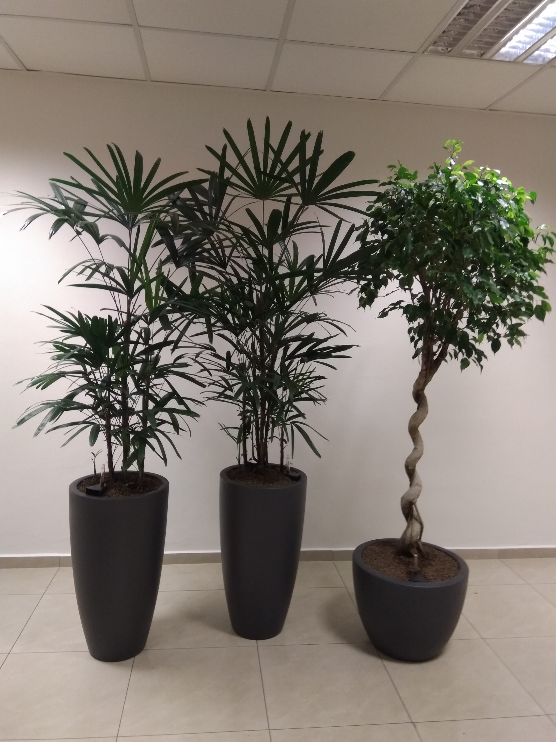 Riešenie zelene pre kanceláriu, Košice